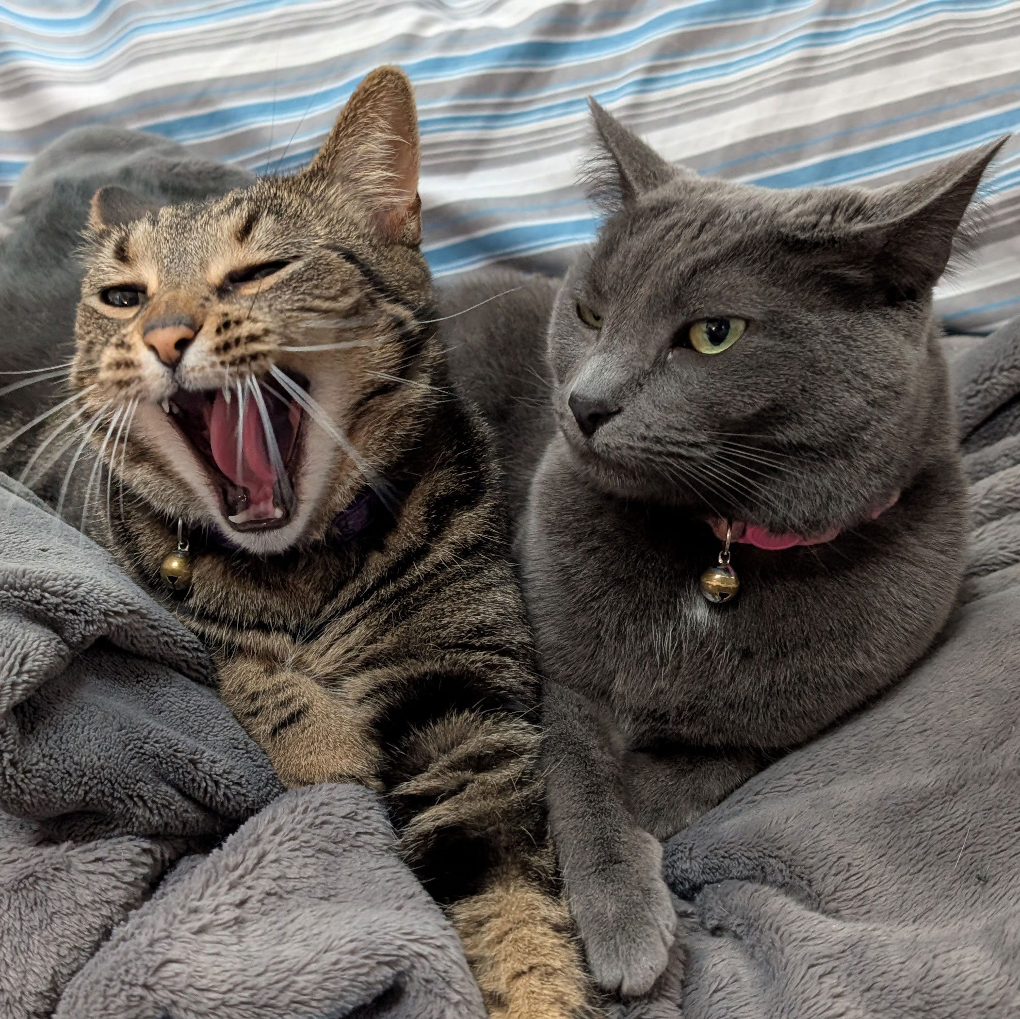 Geoff's cat Lucy yawning